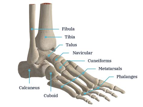 Foot and ankle anatomy explained by surgeon Andy Hughes