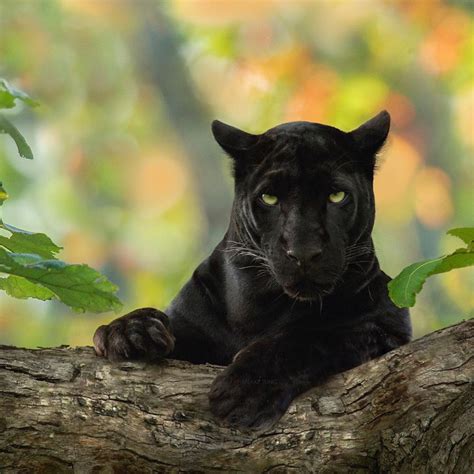 Rare Black Panther Captured Beautifully on Camera