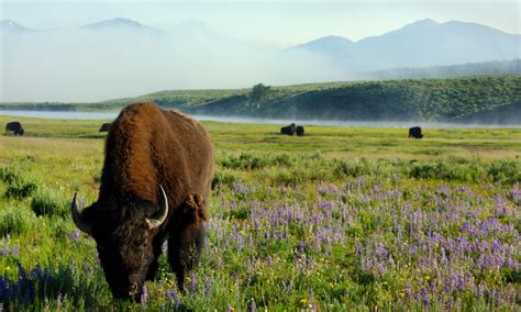 Lamar Valley in Yellowstone National Park - AllTrips