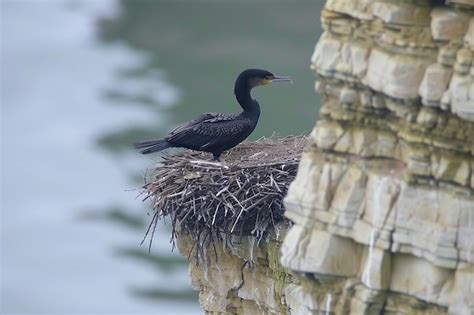 Premium Photo | A pelagic cormorant nesting on a sheer cliff