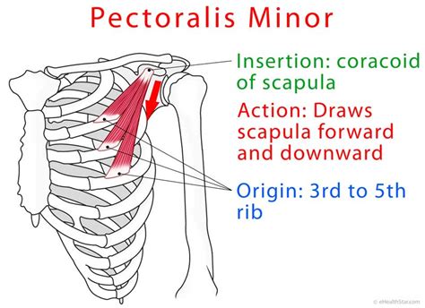 Pectoralis Minor Origin, Insertion, Actions, Injury, Pain, Test - eHealthStar