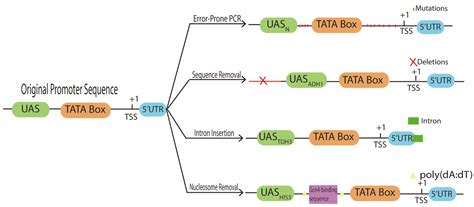 Biology | Free Full-Text | Saccharomyces cerevisiae Promoter Engineering before and during the ...