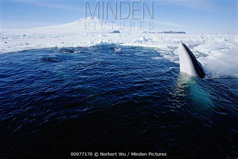 Antarctic Minke Whale stock photo - Minden Pictures