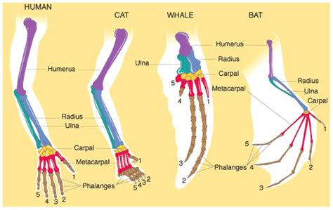 Comparative anatomy - Evidence for Evolution - Biology 3.5