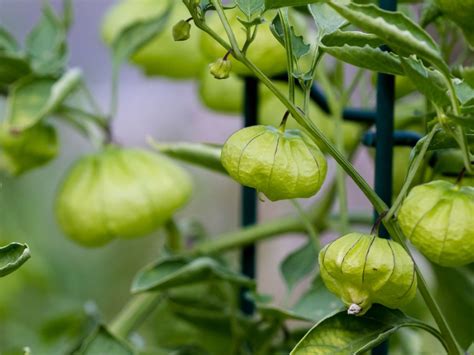 Tomatillo Plant Problems: Reasons For An Empty Husk On Tomatillos