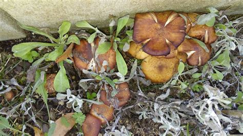 Armillaria root rot disease carnation Armillaria root rot ontario ca ...