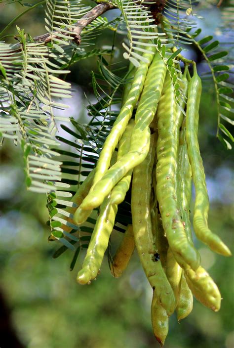 Honey Mesquite (Prosopis juliflora) | WildUtahEdibles