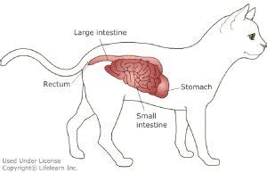 Megacolon in Cats, Causes, Diagnosis, Treatment, Prevention, Surgery