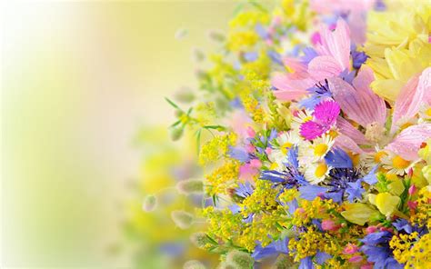 Summer Flower Backgrounds (54+ pictures)