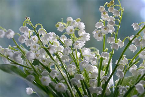 Muguet de Mai - A French Tradition - Renestance