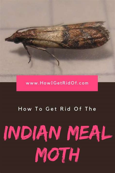 How To Get Rid of The Indian Meal Moth - How I Get Rid Of