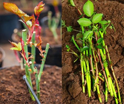 How To Grow Roses From Cuttings | Growing roses, Rose cuttings ...