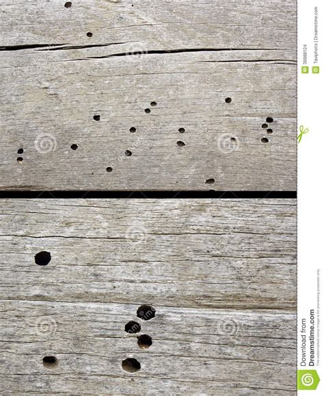 Insects Damage on Old Construction Wood Stock Photo - Image of close, macro: 39988124