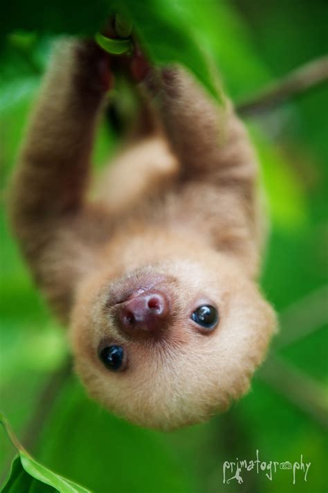 59+ Cute Sloth Wallpapers on WallpaperPlay