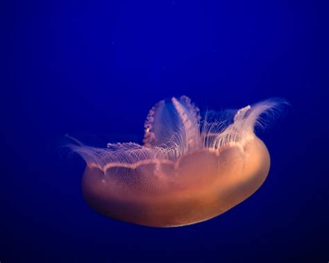 Moon Jelly, Monterey Bay Aquarium 1/16/19 #montereyaq | Flickr