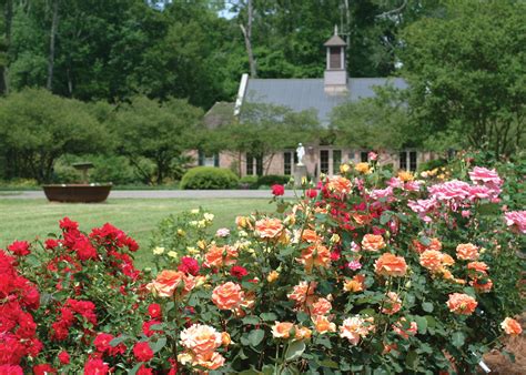 Researching Roses in the Bayou State