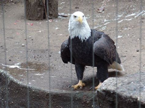 Creatures of the Bronx (Zoo) | Bronx zoo, Creatures, Zoo