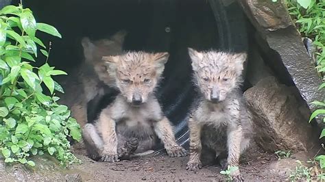 Mexican Gray Wolf Pups: Adorable When Wet - YouTube