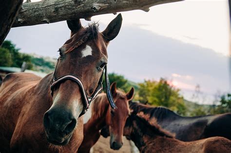 Nose Bleeds in Horses: How Serious Are They? - Welcome to The Insurance ...