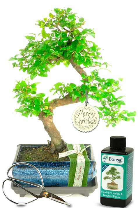 Authentic Christmas Bonsai Gift set Only £54.99 inc delivery.