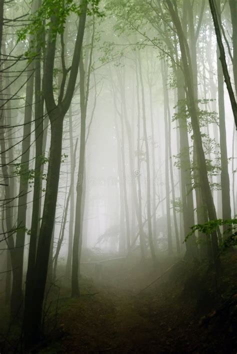 200+ Misty forest path Free Stock Photos - StockFreeImages