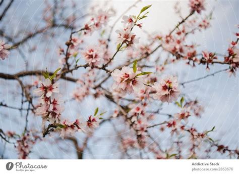 Tree branch with flowers in garden - a Royalty Free Stock Photo from ...