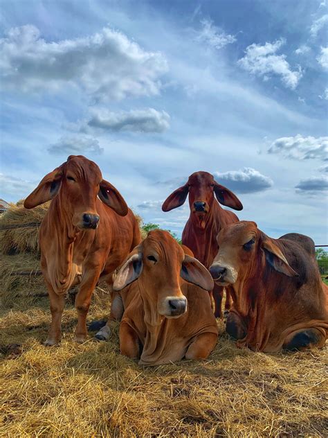 Discovering The Rich Heritage Of Red Brahman Cattle