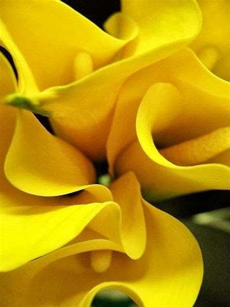 Yellow Calla lilies | Fantastic Materials