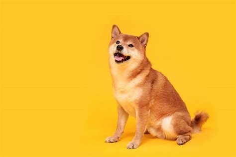 End Of Shiba Inu Era? Here’s What You Need To Know - Congnghenews