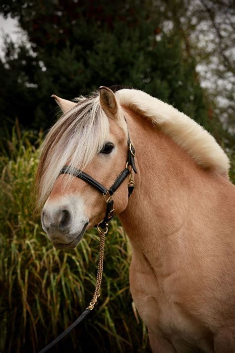 P.R.E., Lusitano & Iberian Horses - Silver Drache Farm in 2020 | Fjord horse, Horses, Beautiful ...