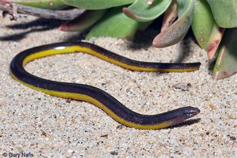 Northern California Legless Lizard - Anniella pulchra