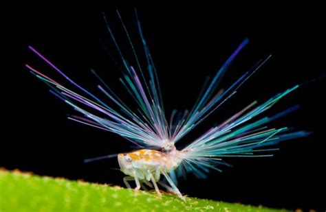 My New Obsession: Leafhopper Nymphs | Featured Creature