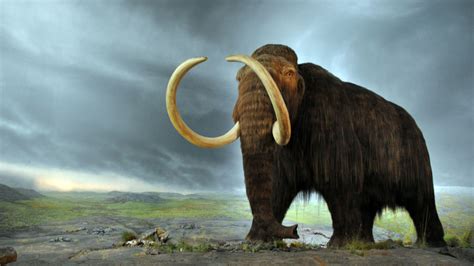 Los 50 animales en la Prehistoria más importantes - ImpulsaT