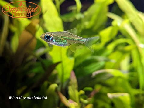 Green Rasbora (Microdevario kubotai) – Imperial Tropicals