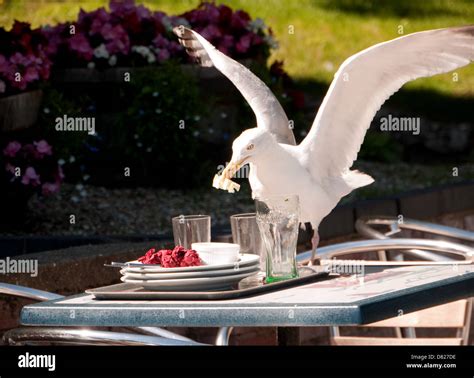 Seagull stealing food hi-res stock photography and images - Alamy