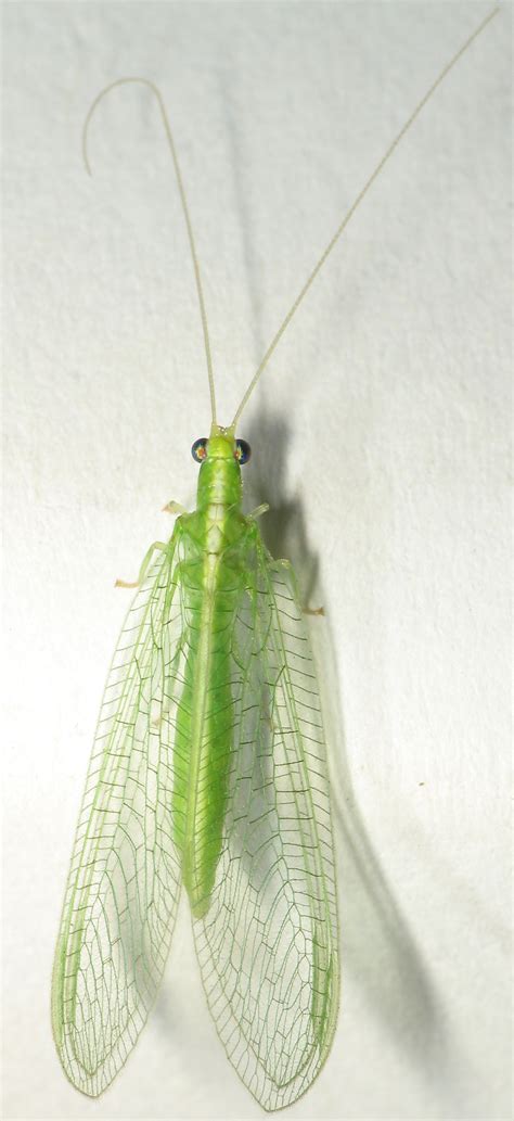 Macros - Green and Brown Lacewings - Thumbnails