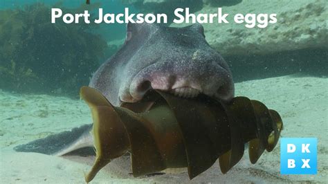 The extraordinary spiralled egg of the Port Jackson Shark | Animal ...