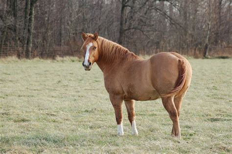 Fattest Horse In The World