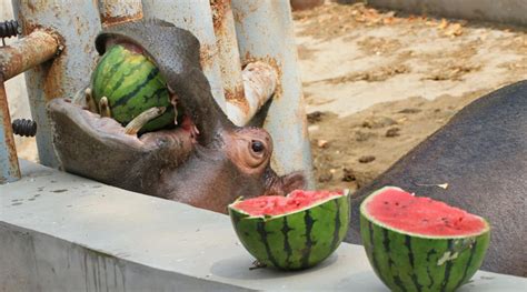 WATCH: Hippo Reveals Gender Of Baby With Watermelon Smash At Colorado Zoo | iHeart