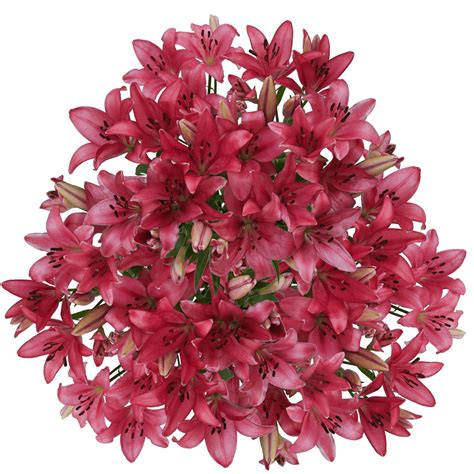 Hot Pink Asiatic Lilies Cut Flowers Wholesale | GlobalRose