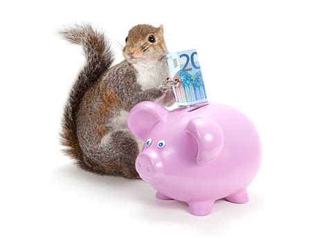 Squirrel Money Stock Photos, Pictures & Royalty-Free Images - iStock