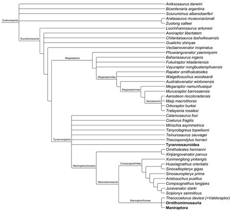 Cladogram of Coelurosauria by Atlantis536 on DeviantArt