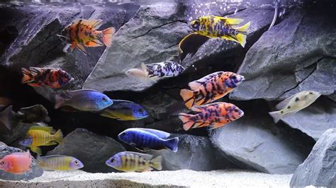 African Cichlid Care Guide (5 Things You Must Know)