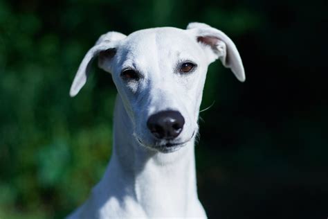 White Whippets: The Ultimate Guide - WhippetCentral