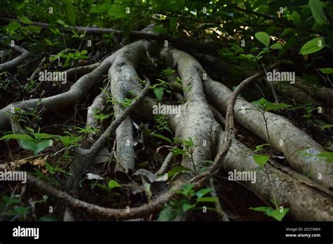 Long tree roots in a forest Stock Photo - Alamy