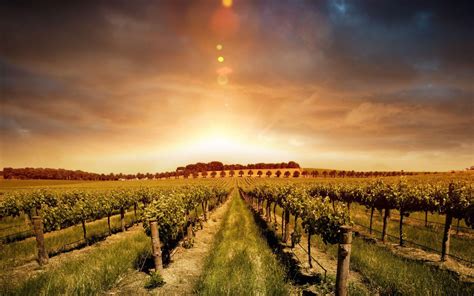 Vineyard Landscape Wallpapers - Top Free Vineyard Landscape Backgrounds ...