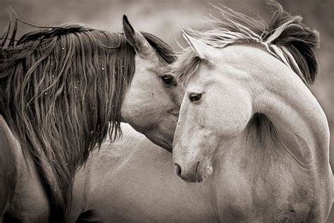 Kimerlee Curyl - 'Embrace Beauty', Wild Horses - Black and White ...