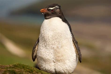 Do Penguins Have Feathers? What You Need to Know