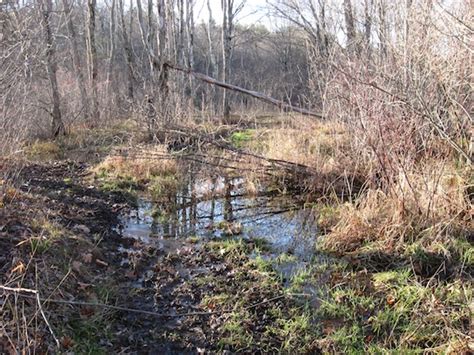 Rusty Blackbird – Potential Habitat