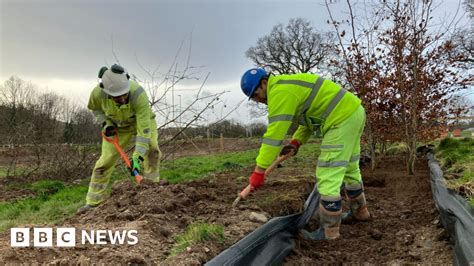 Thousands of Devon trees relocated ahead of road scheme works